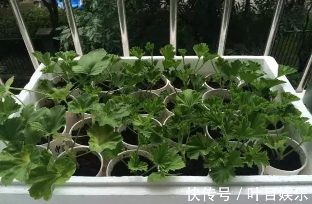 1种花太疯狂，花开300多天，剪根枝条插水里就活，当年就开花！