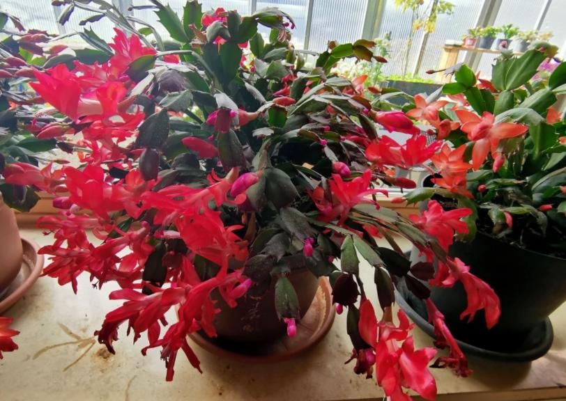 养蟹爪兰不能少了“这3样”，好好用，盆栽开花多又美