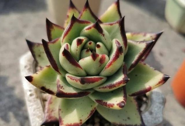 冬季乌木该怎么养,把这四点做好,绿叶变黑叶,傲气十足