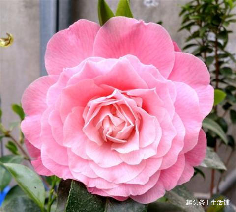 茶花开花少教你2招,花儿开满枝,年年开花多!