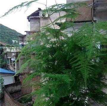 家里的文竹稀稀拉拉，真难看，用了这1东西，发疯的长，不黄叶