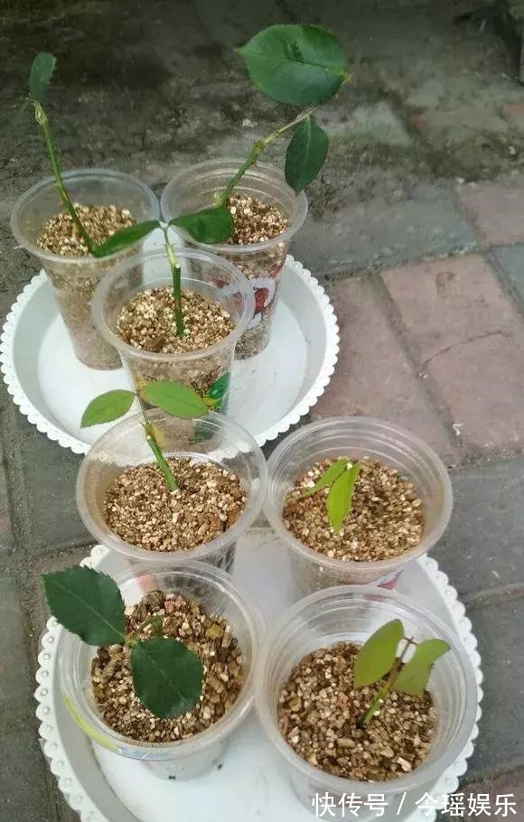 2种扦插法，插什么活什么，养花人都要会，新手也能做得好！