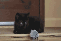 |搞笑动图：快乐跳舞的小家伙，萌萌哒！