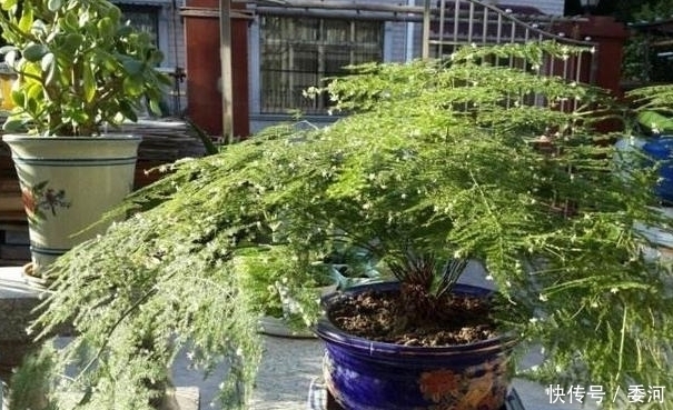 养文竹|婆婆捡漏一盆黄叶的文竹，疯长不停年年开花结果，原来是因为它