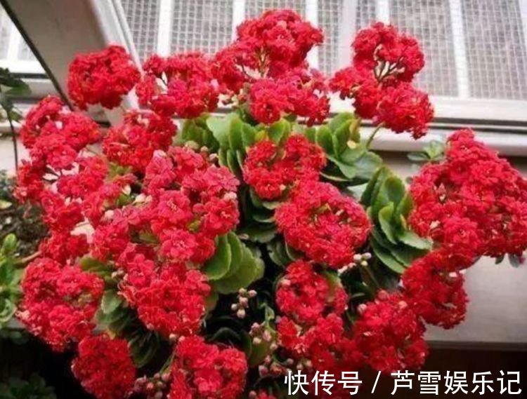 4种花很好养,耐热耐晒更耐旱,寓意吉祥人人爱,家里养真适合