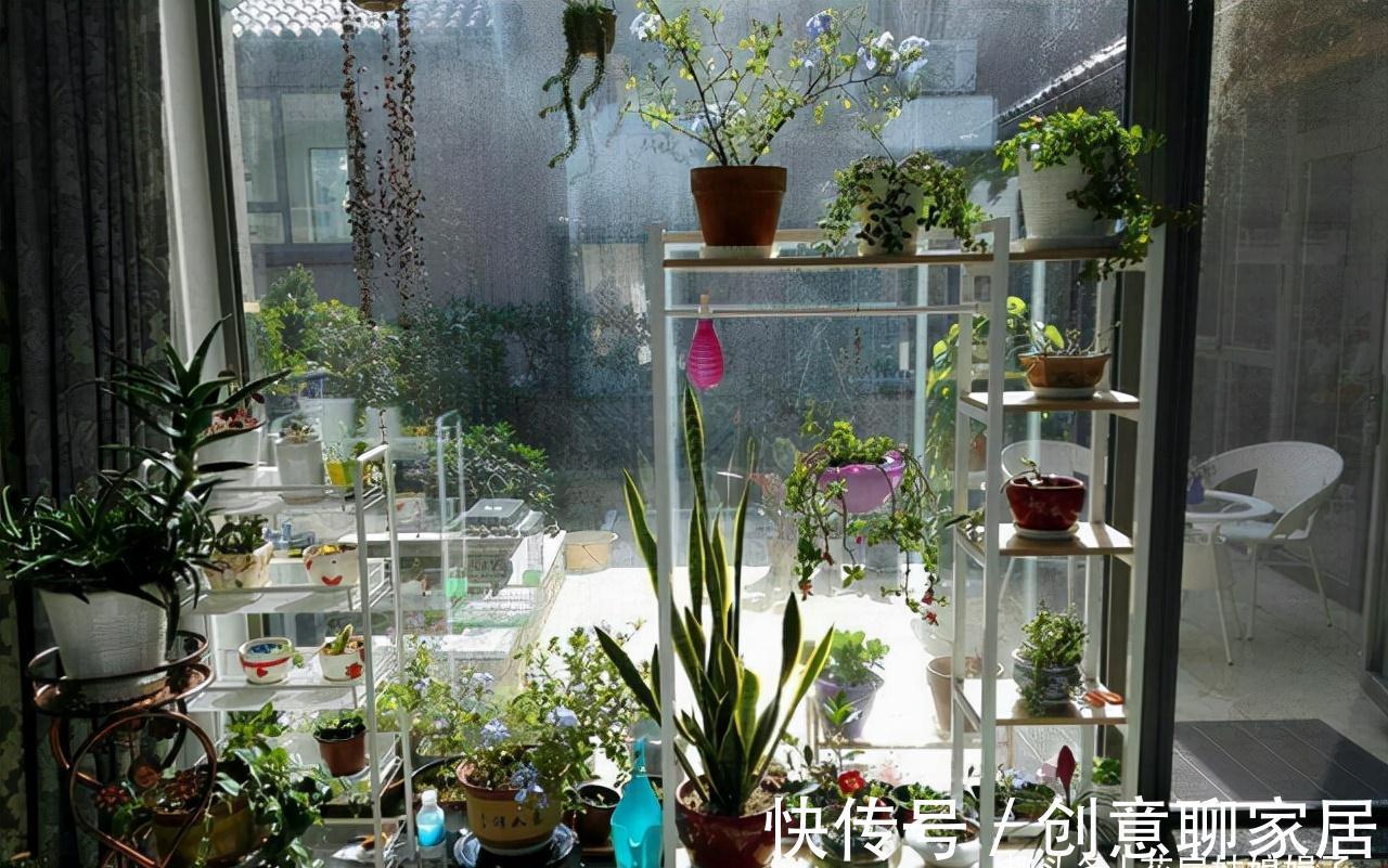 蝴蝶兰|北阳台能养出漂亮的花来吗?建议养这几种花,好养易活开花漂亮