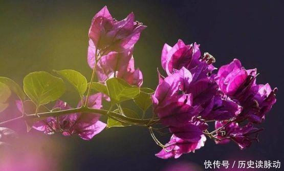 养花试试此4种花,绚丽多彩,漂亮又好养,还能散发清香