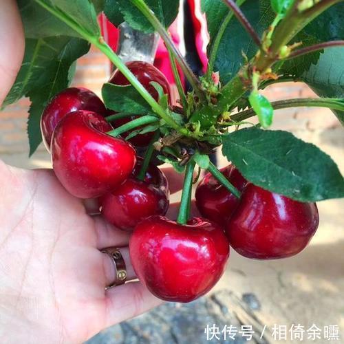 车厘子盆栽的种植方法,学会之后种一盆,年年都有车厘子吃了