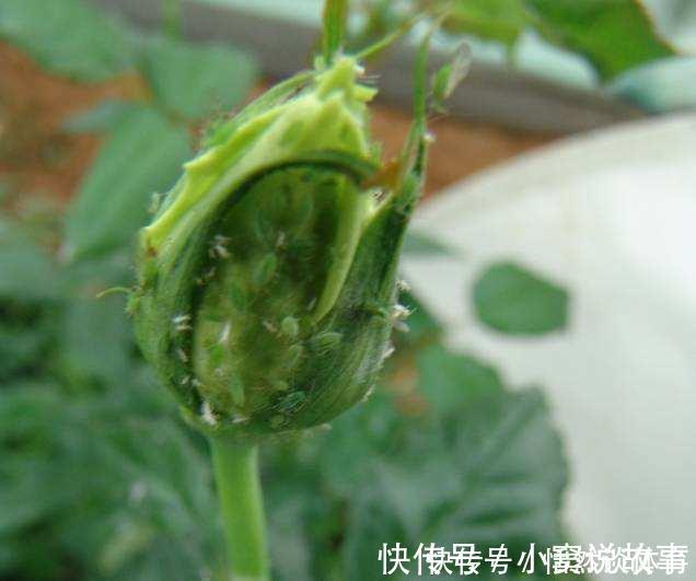 甲硝唑|5种“药”,过期也不要扔,兑水浇花,保花不生“虫和病”