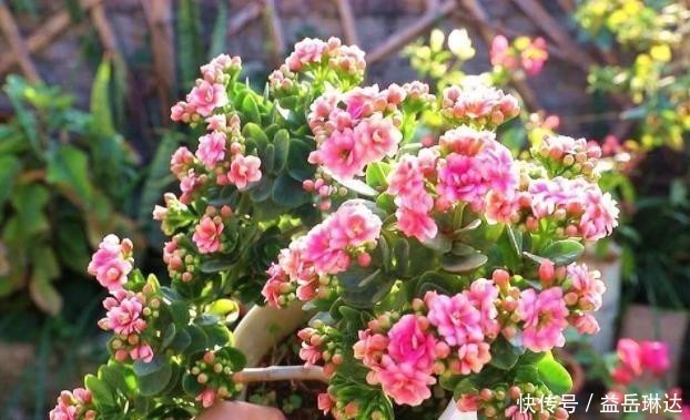 根系|长寿花根系很弱,教你一个“养根”技巧,根系长满盆开花才会多!