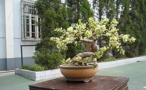 枝条|3种漂亮花,养成老桩盆景,给多少钱都不卖,新手也会养!