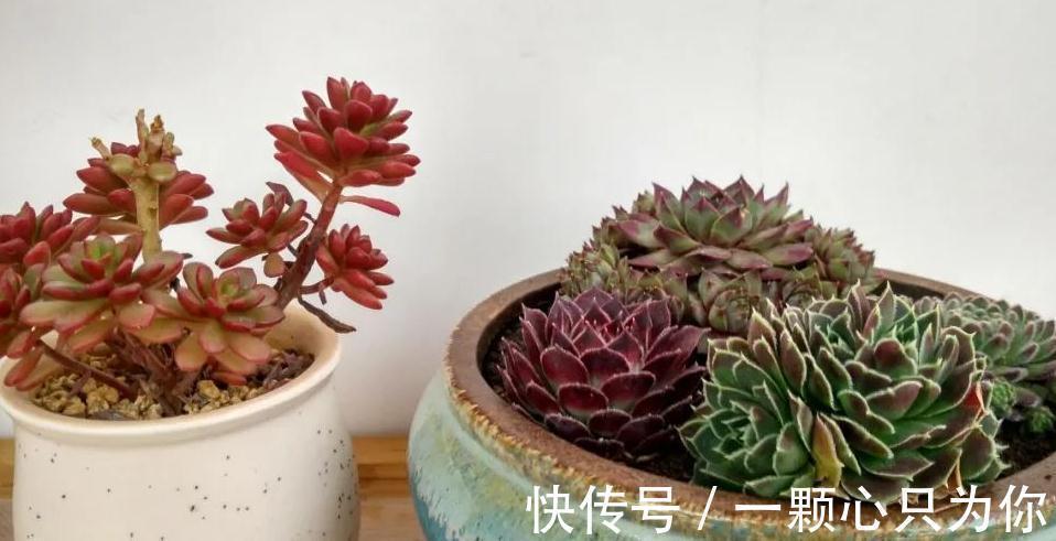养死|刚买的多肉植物怎么养才不会死，你需要做好这几件事