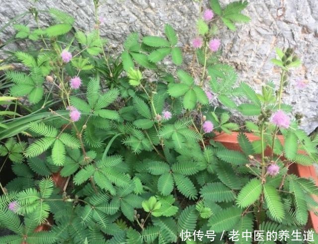 5种“有毒”花,室内不宜养,家里有的要注意,看看你家有吗!