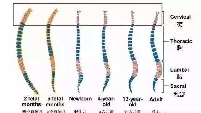 毛绒玩具|“妈妈,我该用枕头啦”,宝宝发出这几个信号,家长该买枕头了