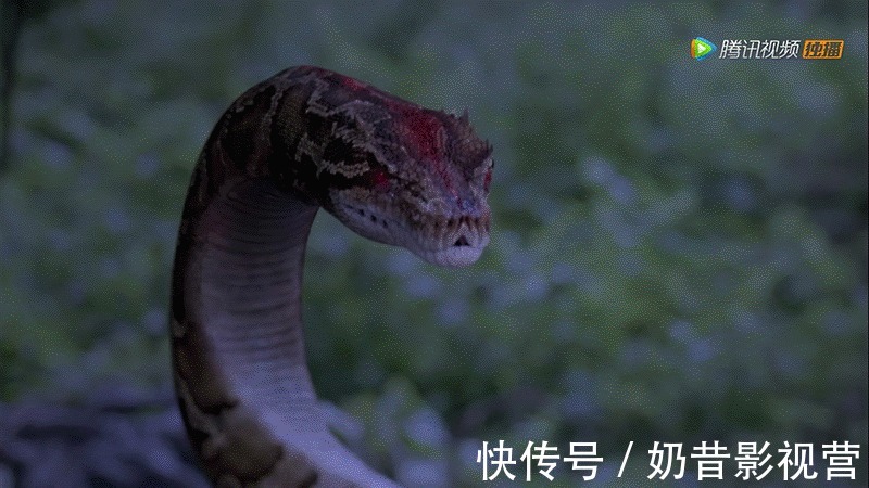 勇敢的心|《斗罗大陆》在泰国获得最受欢迎奖,肖战谈演技用7个字概括