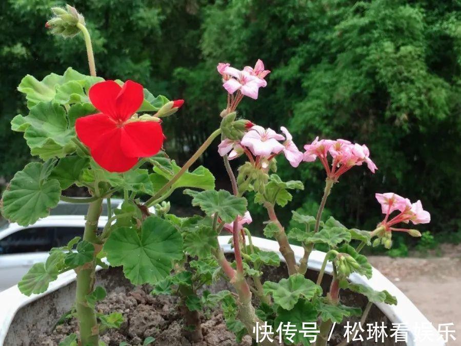 休眠|家里有这7种花，少浇水、不能晒，天热要休眠！