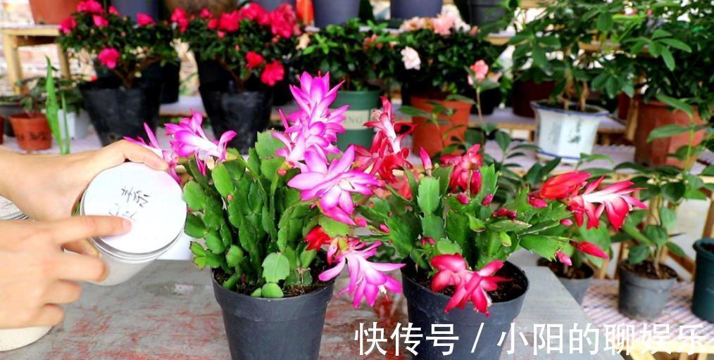 卧室摆上5种花,小巧可爱好养护,释放氧气空气好,每晚都睡得香