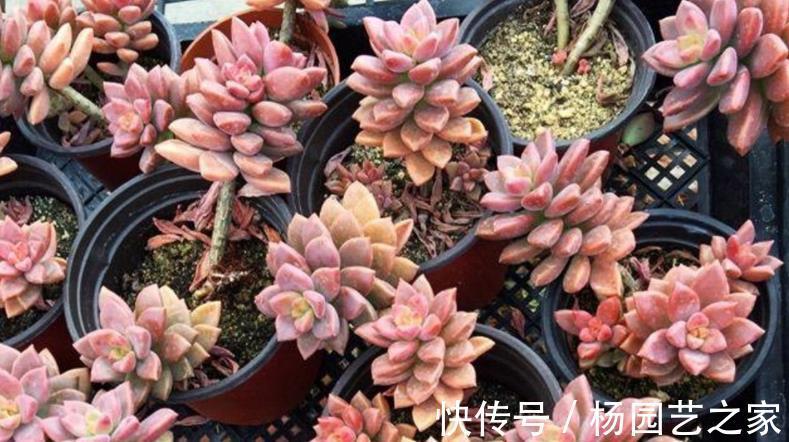 鹿角海棠|普货多肉不普通,选这3样盆栽成老桩,比贵货还受人欢迎