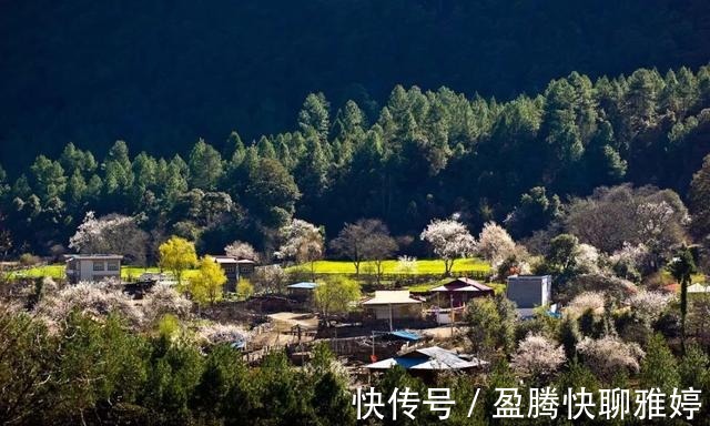 林芝|沿着318，去波密，寻找云端上的桃花源，看全世界最美的桃花