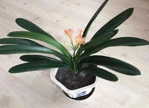 环境温度|君子兰养了7年,长得好却不开花?快催花,1个月就爆出大花头