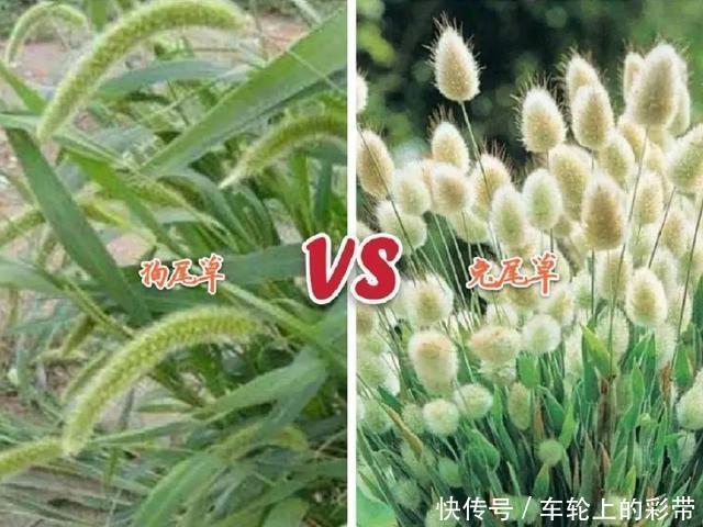 吊兰长满小金鱼，养上5年，越养越上瘾！