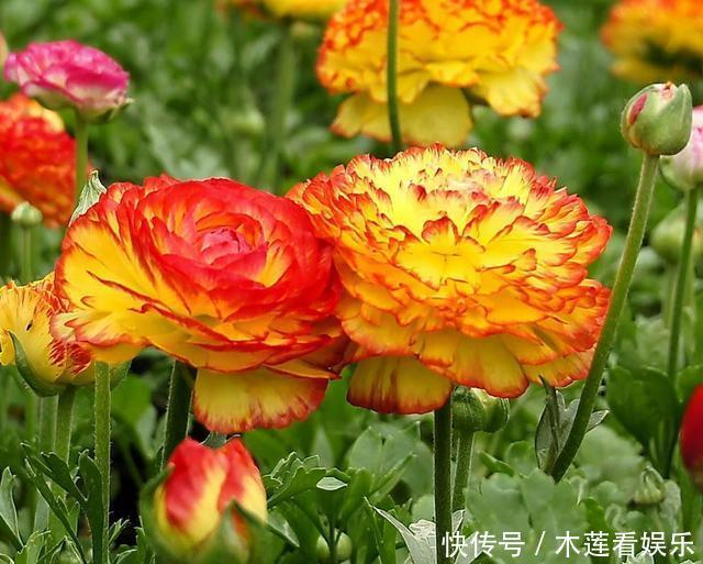 阳台上|叶子像芹菜,开花赛牡丹,这花名叫“芹菜花”,再土也能给你惊喜