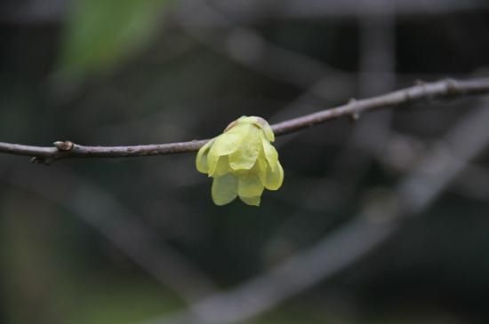 寻香访|来植物园寻香访蜡梅