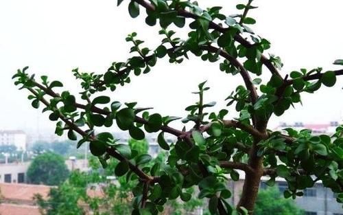 金枝玉叶是马齿苋吗？怎么样施肥和浇水，才能让她真正成为金枝玉叶呢？