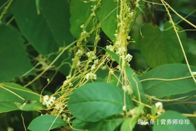 野生植物|若你在山上有幸见到它们，请好好珍惜，药用价值极高，可遇不可求