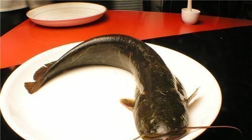 宝贝|它比甲鱼营养还要高，全身都是宝贝，只需4元1斤却常常无人问津