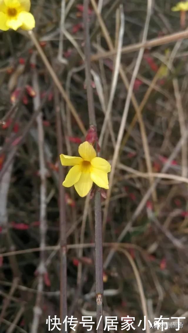 铜川植物园之春