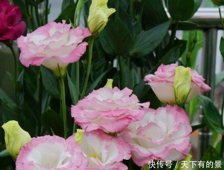 春天就养“4种花”,沾土就活,给点阳光就灿烂,养越多越好!