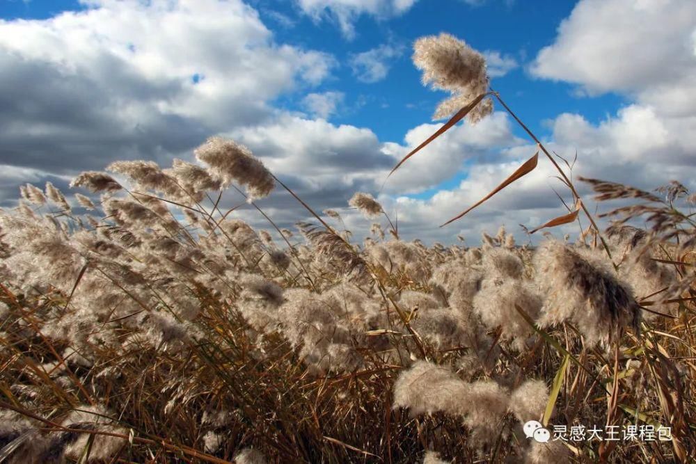  蒹葭苍苍，白露为霜 ——《芦苇荡》