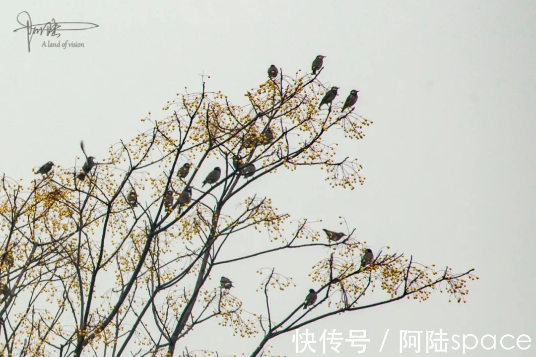 公园|良渚遗址公园里群鸟飞舞的画面，会随着游客的增多而渐渐消失吗？