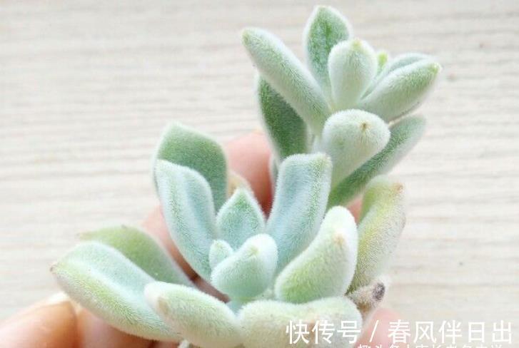 养护|它被称为白锦晃星，叶片毛茸茸胖乎乎的很可爱，冬天还会变成彩色