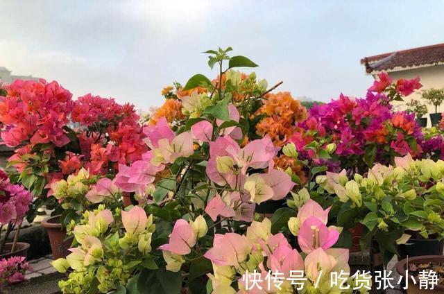 5种漂亮花，天冷多晒晒，越晒长得越健壮，花开得又多又大