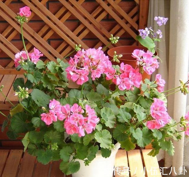 农历九月十八霜降后,养什么花?家里养3种花,幸福生活美满如意