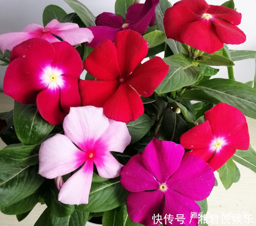 世上花期最长的八大盆栽花卉 春夏秋冬开不停 养花选它就对了 粉紫色 世上花期最长的八大盆栽花卉 春夏秋冬开不停 养花选它就对了 粉紫色