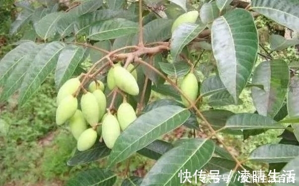 工巧匠|农民一种野果子,味道难吃,殊不知价值珍贵,卖到26元一斤