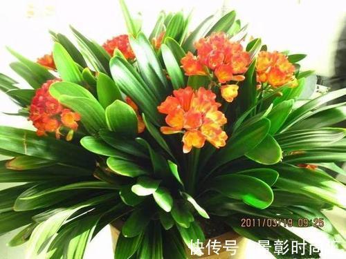 君子兰|阿婆的“君子兰”养了十多年,年年出新芽,年年开爆花,咋养的?