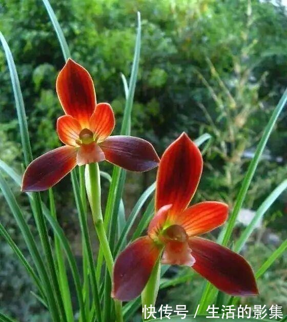 此花再贵,也要舍得栽两株,花香怡人,花期长久,好养易成活!