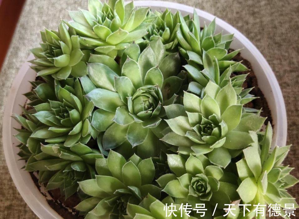 盆栽此款多肉，打理好这些，茎叶长得像莲花，一年四季都在开