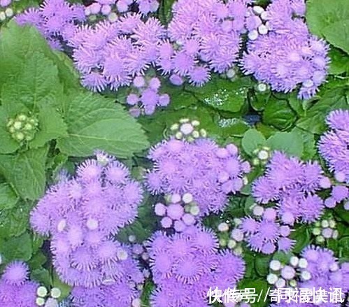 花语|此花花姿妖娆,紫色的花朵散发着沁人心脾的芳香,令人心旷神怡