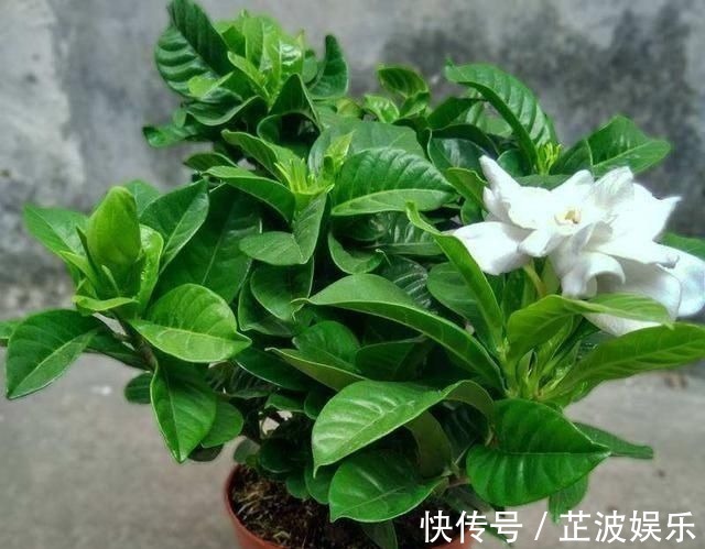 有机肥|花肥不用多,一种就足够,花不了几块钱,养啥花旺啥花