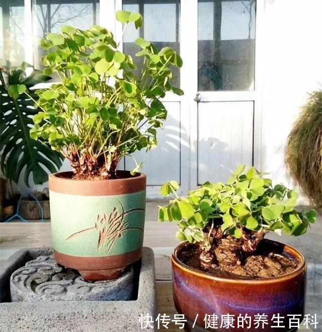 路边常见到的“三叶草”,挖个根30天养成精致盆景,价值翻倍!