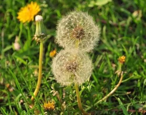 想长寿要会吃，多吃几种食物，美容养颜，延缓衰老，越来越年轻