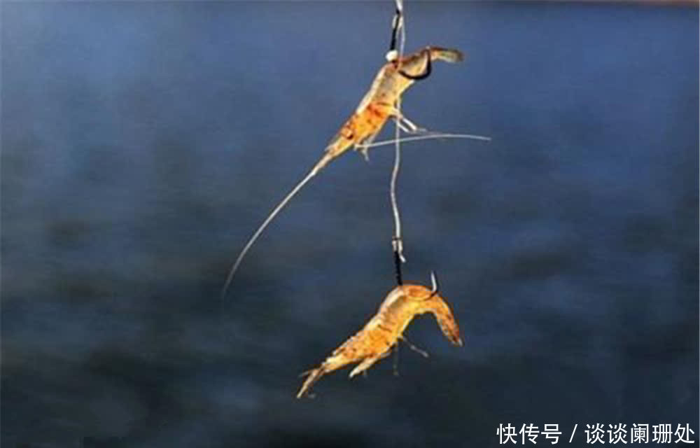 芦苇丛|真正的万能钓饵是虾，不是蚯蚓！野钓用虾作饵，有出奇制胜之功效