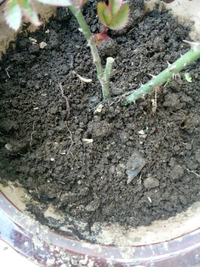 最好用的养花肥,盆里撒一把,1年不用换盆了