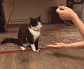 |搞笑动图:看我一动一动的猫耳朵,帅不!