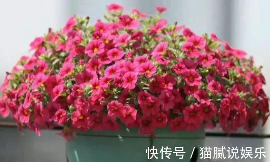 这9种花园,随便1个都美上天了,有一种这辈子就满足了!